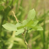 Psophocarpus scandens (Endl.) Verdc.